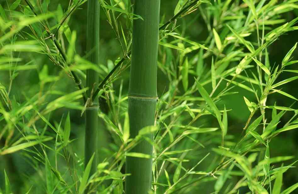 Vai trò của cây tre trong đời sống con người Việt